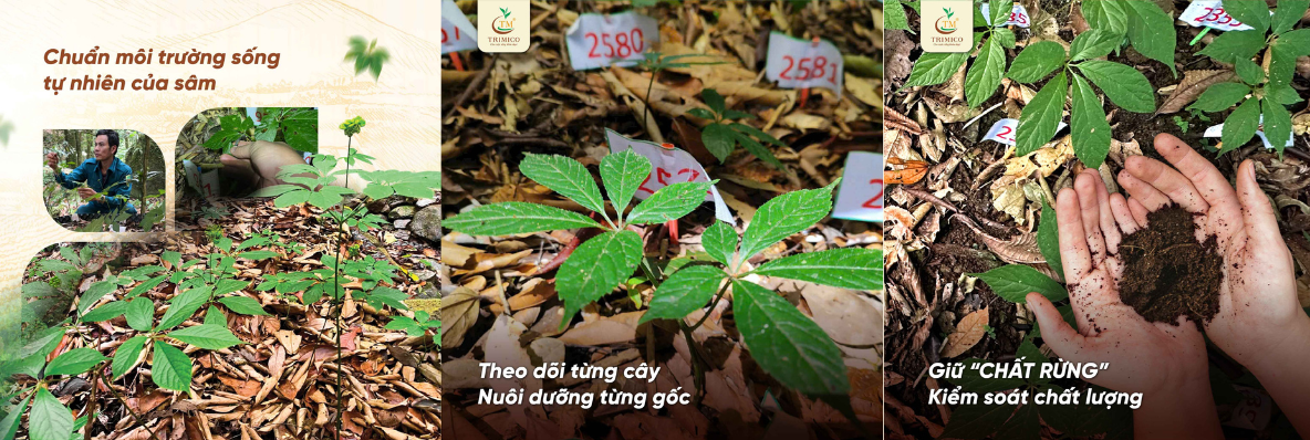 sâm Ngọc Linh giá bao nhiêu sâm ngọc linh TRIMICO